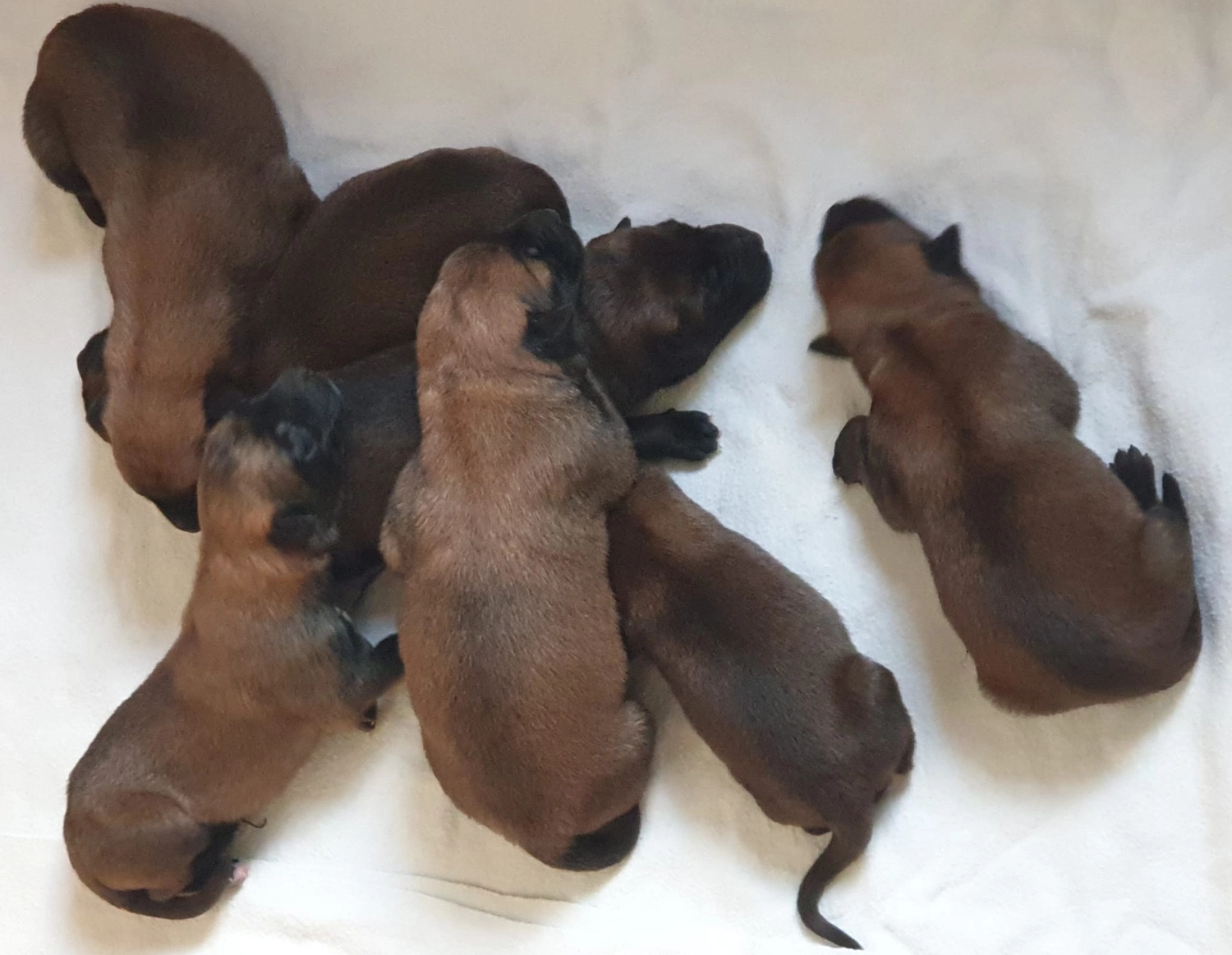 Malinois de la Frisone Liberte - Hundezucht - Welpen