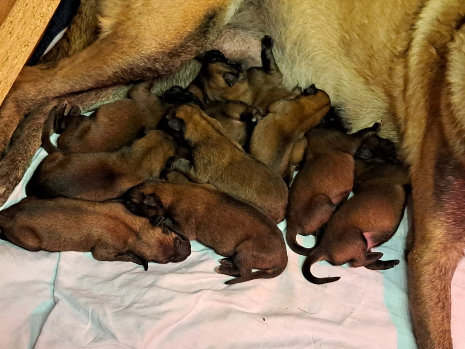 Malinois de la Frisone Liberte - Hundezucht - Welpen