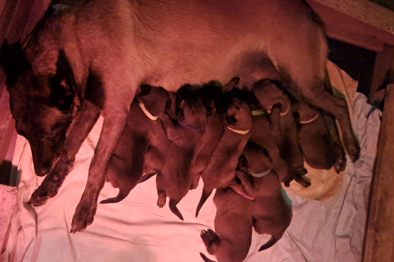 Malinois de la Frisone Liberte - Hundezucht - Welpen