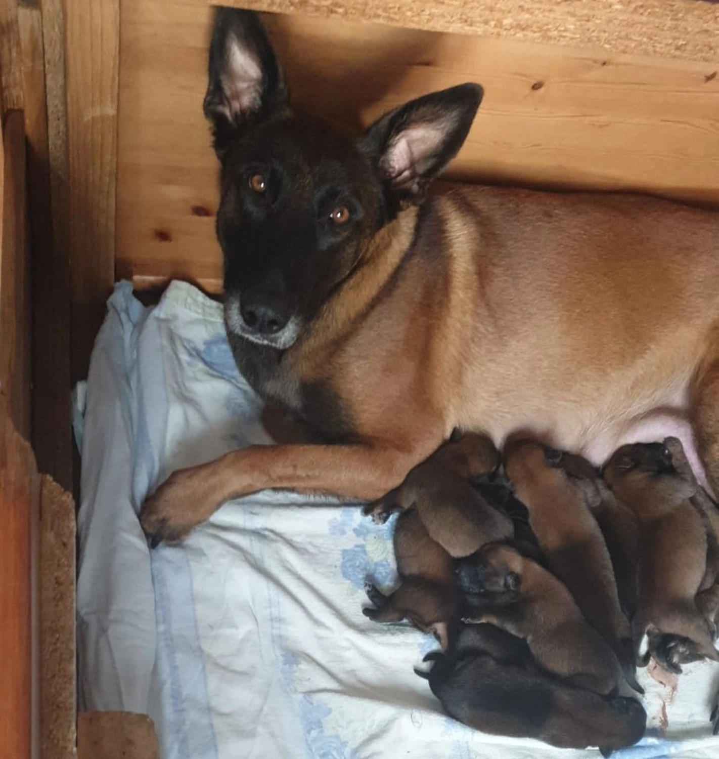 Malinois de la Frisone Liberte - Hundezucht - Josy Dog