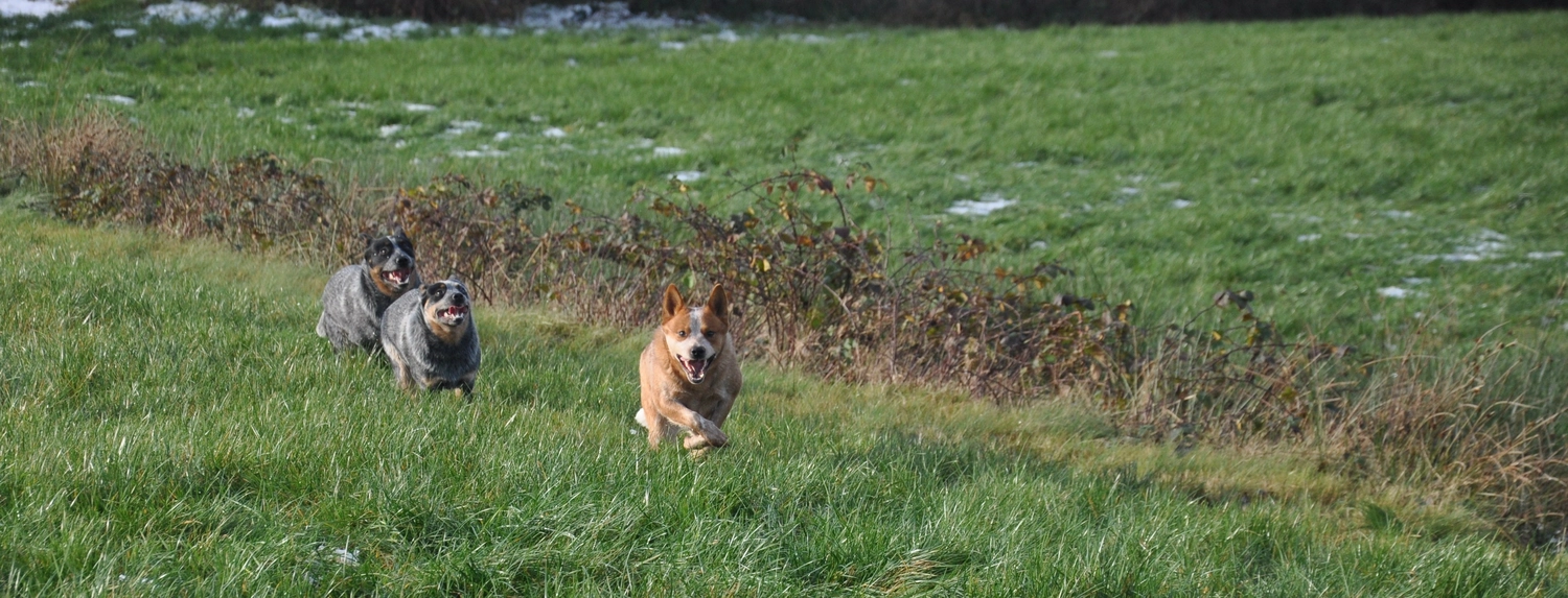 Malinois de la Frisone Liberte - Hundezucht - Hund auf dem Gras