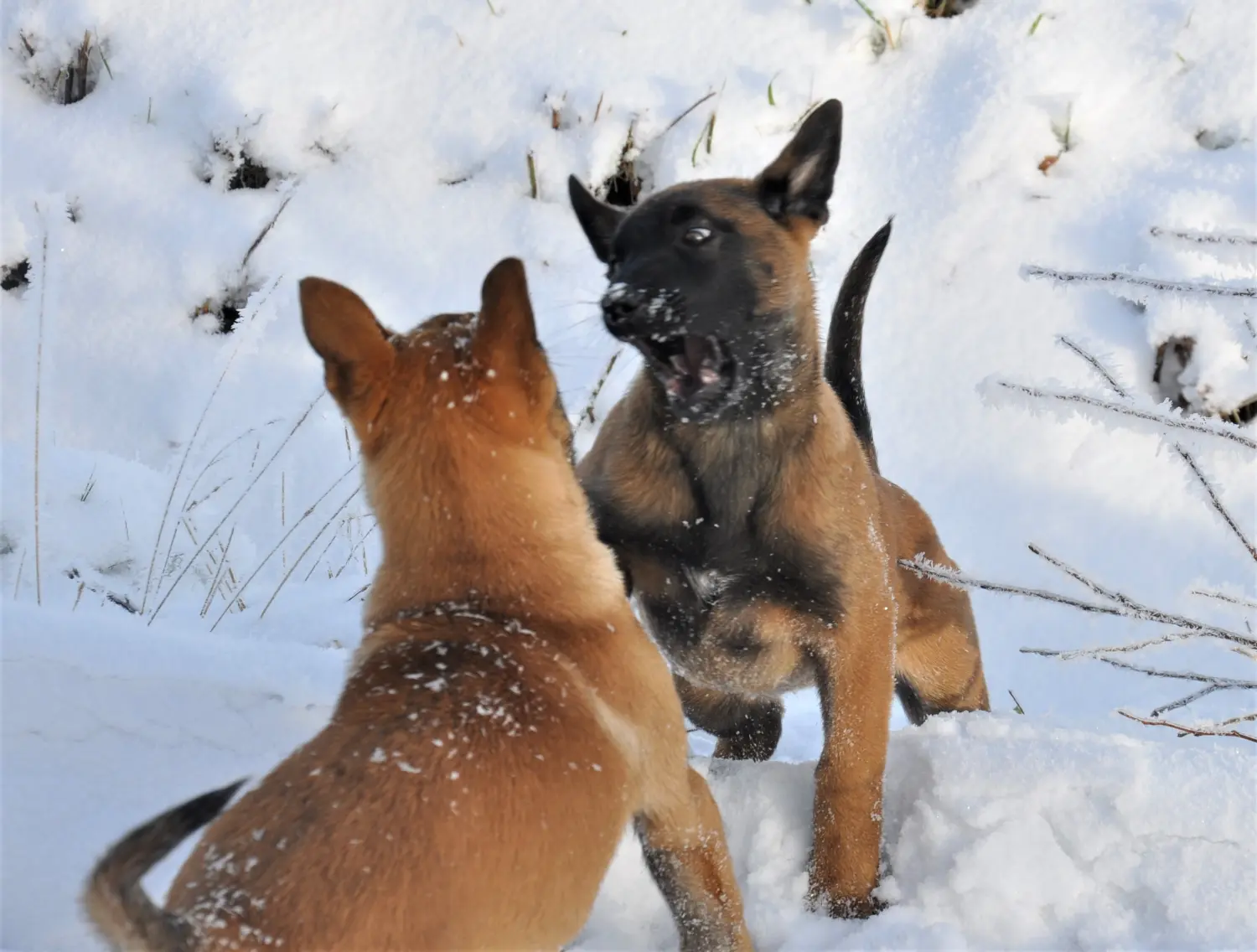 Malinois de la Frisone Liberte - Hundezucht - Hund spielt