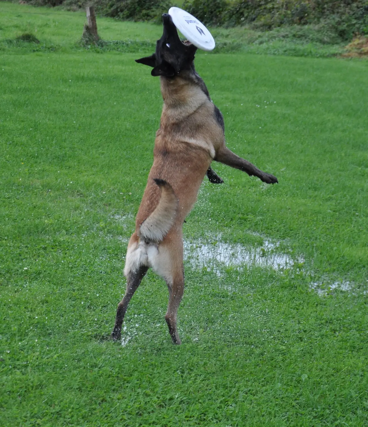 Malinois de la Frisone Liberte - Hundezucht - Hund spielt im Grünen