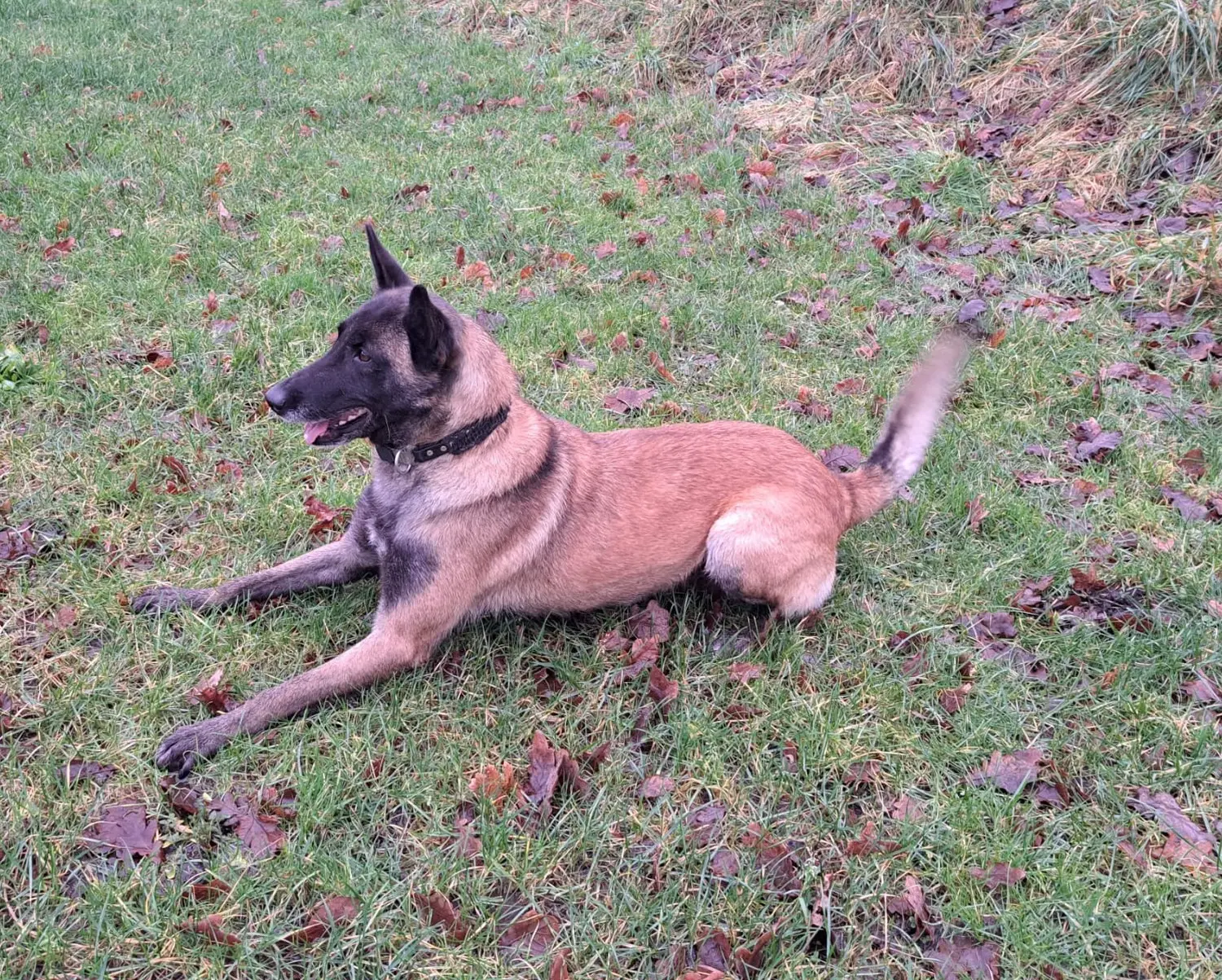 Malinois de la Frisone Liberte - Hundezucht - Hund spielt im Grünen