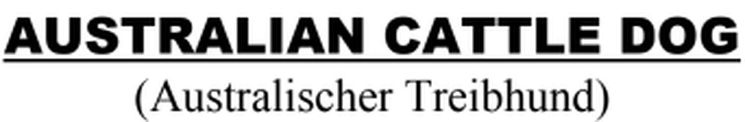 Malinois de la Frisone Liberte - Hundezucht - chien de berger belge