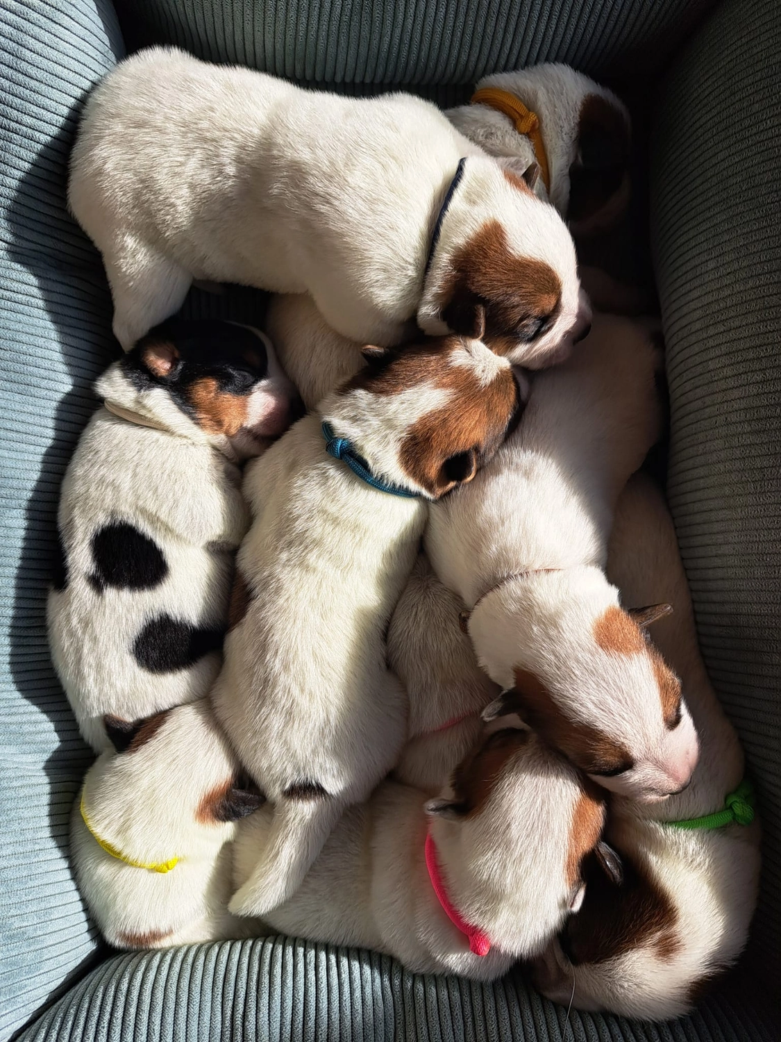 Malinois de la Frisone Liberte - Hundezucht - Welpen