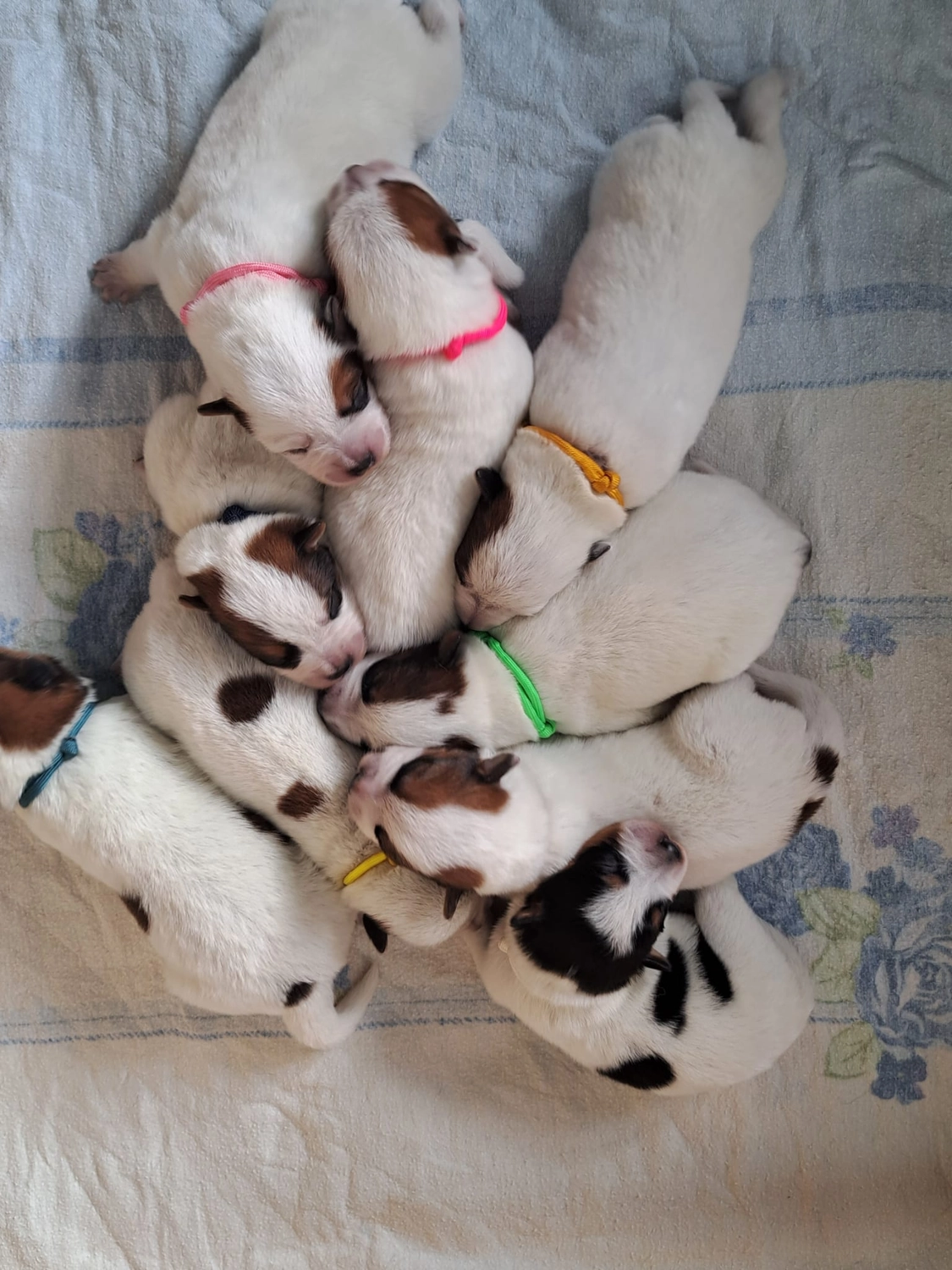 Malinois de la Frisone Liberte - Hundezucht - Welpen