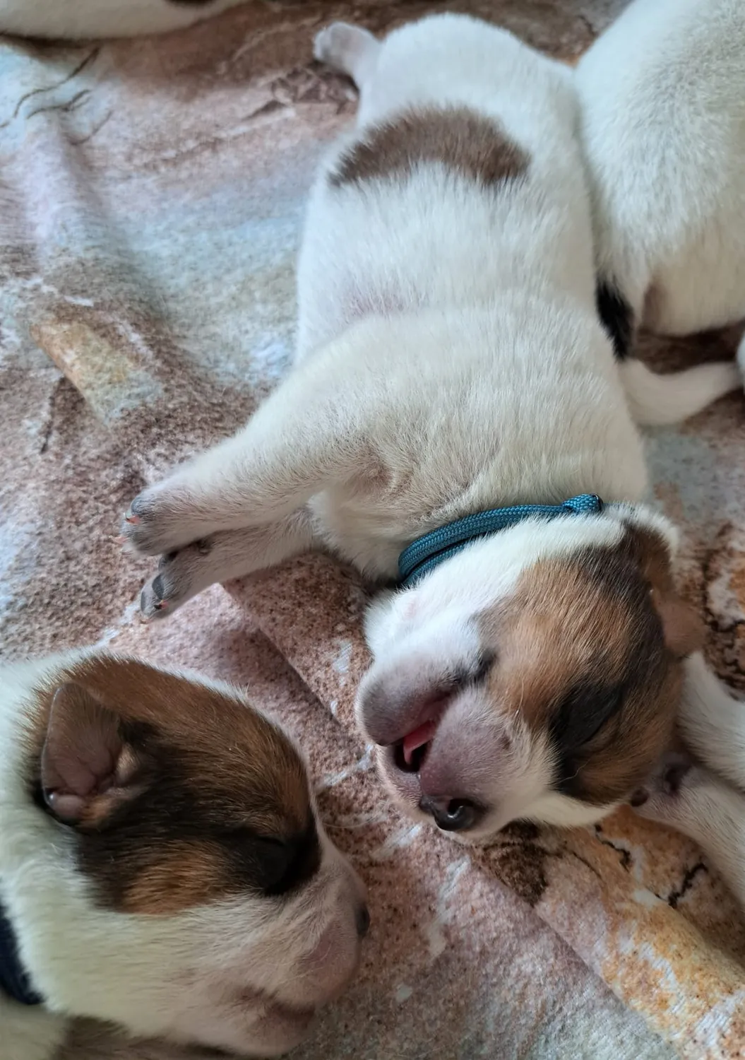 Malinois de la Frisone Liberte - Hundezucht - Welpen