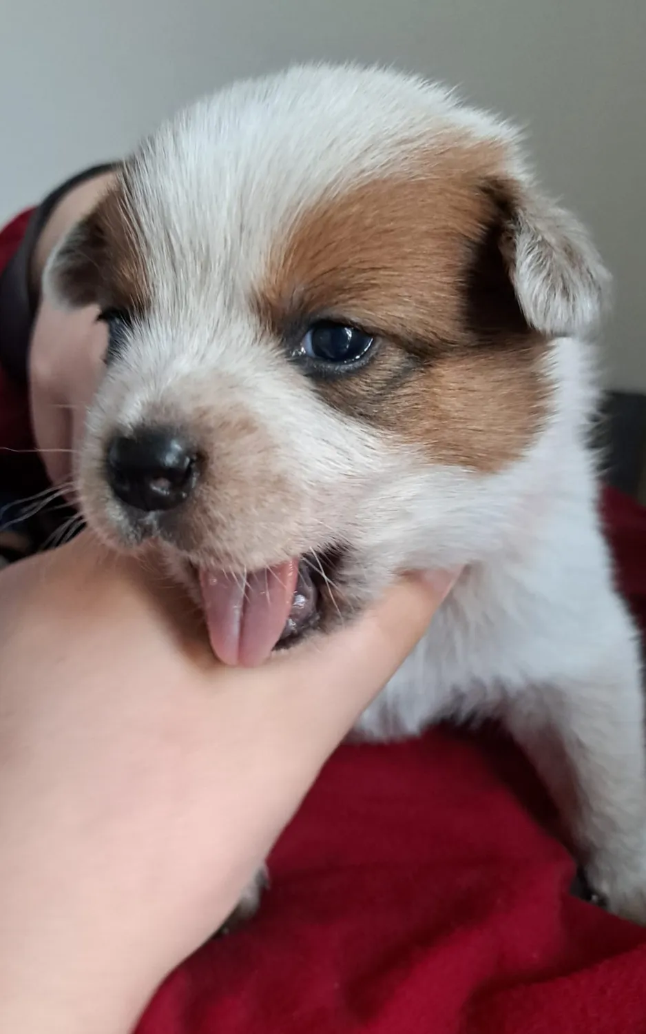 Malinois de la Frisone Liberte - Hundezucht - Welpen