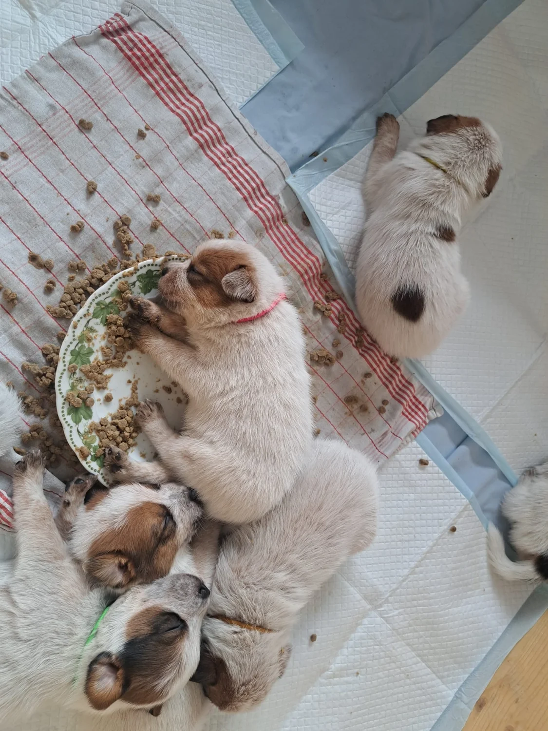 Malinois de la Frisone Liberte - Hundezucht - Welpen