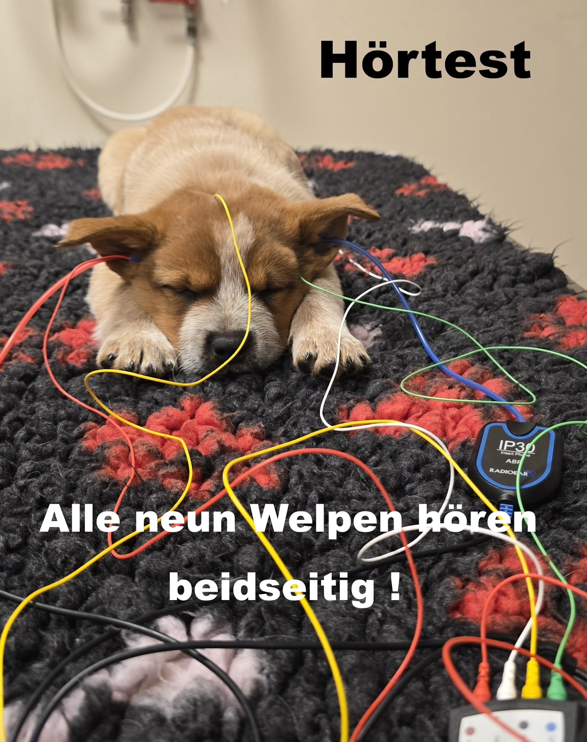 Malinois de la Frisone Liberte - Hundezucht - Welpen