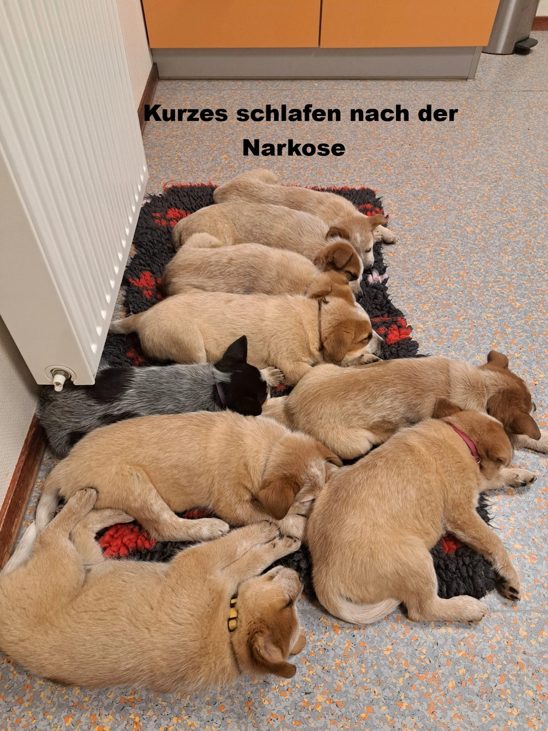 Malinois de la Frisone Liberte - Hundezucht - Welpen
