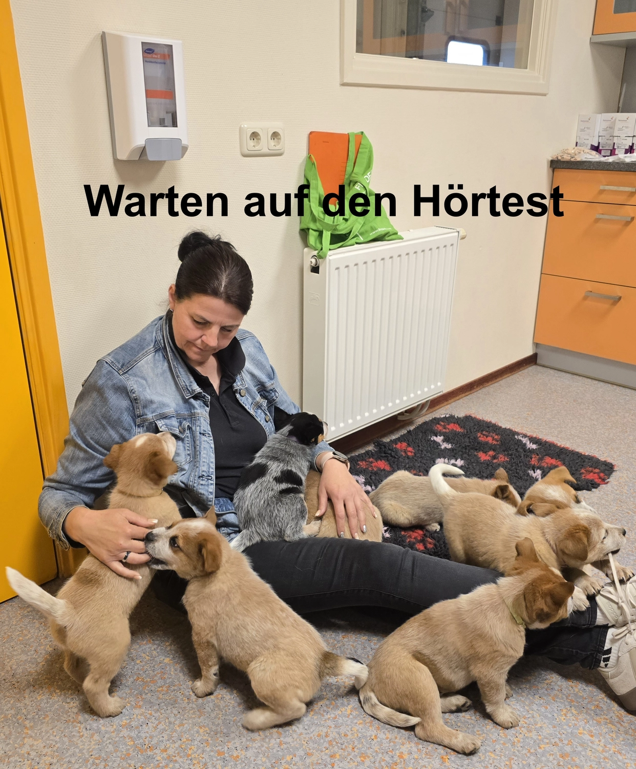 Malinois de la Frisone Liberte - Hundezucht - Welpen