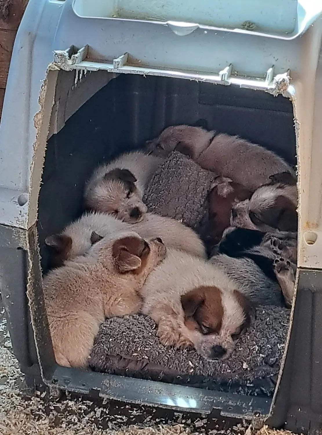 Malinois de la Frisone Liberte - Hundezucht - Welpen
