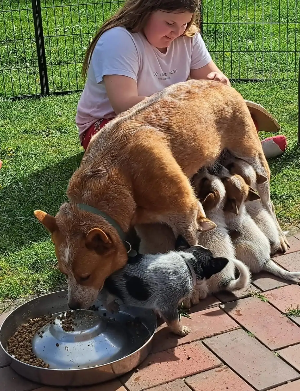 Malinois de la Frisone Liberte - Hundezucht - Welpen
