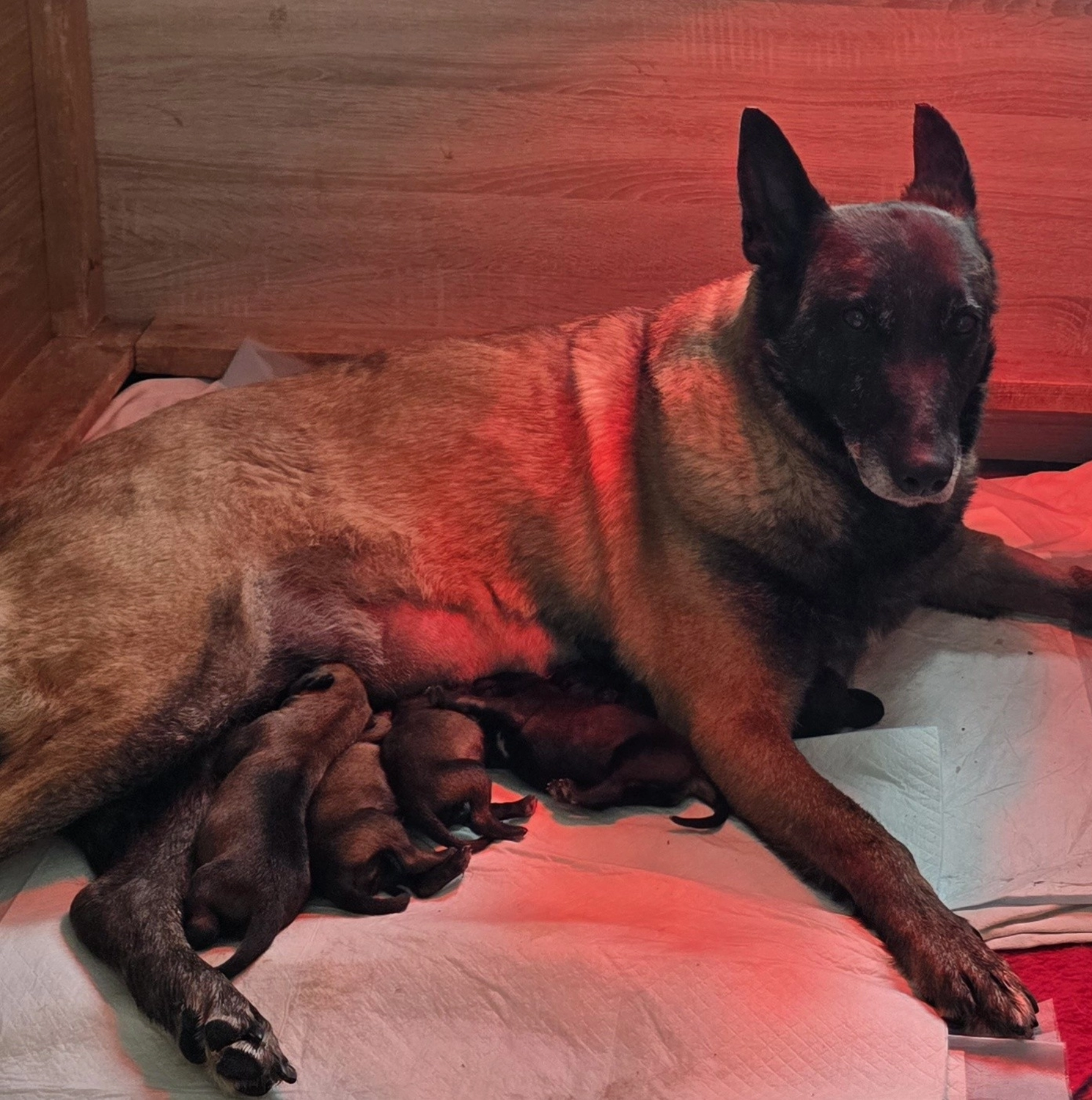 Malinois de la Frisone Liberte - Hundezucht - Ultraschallbericht eines Hundes