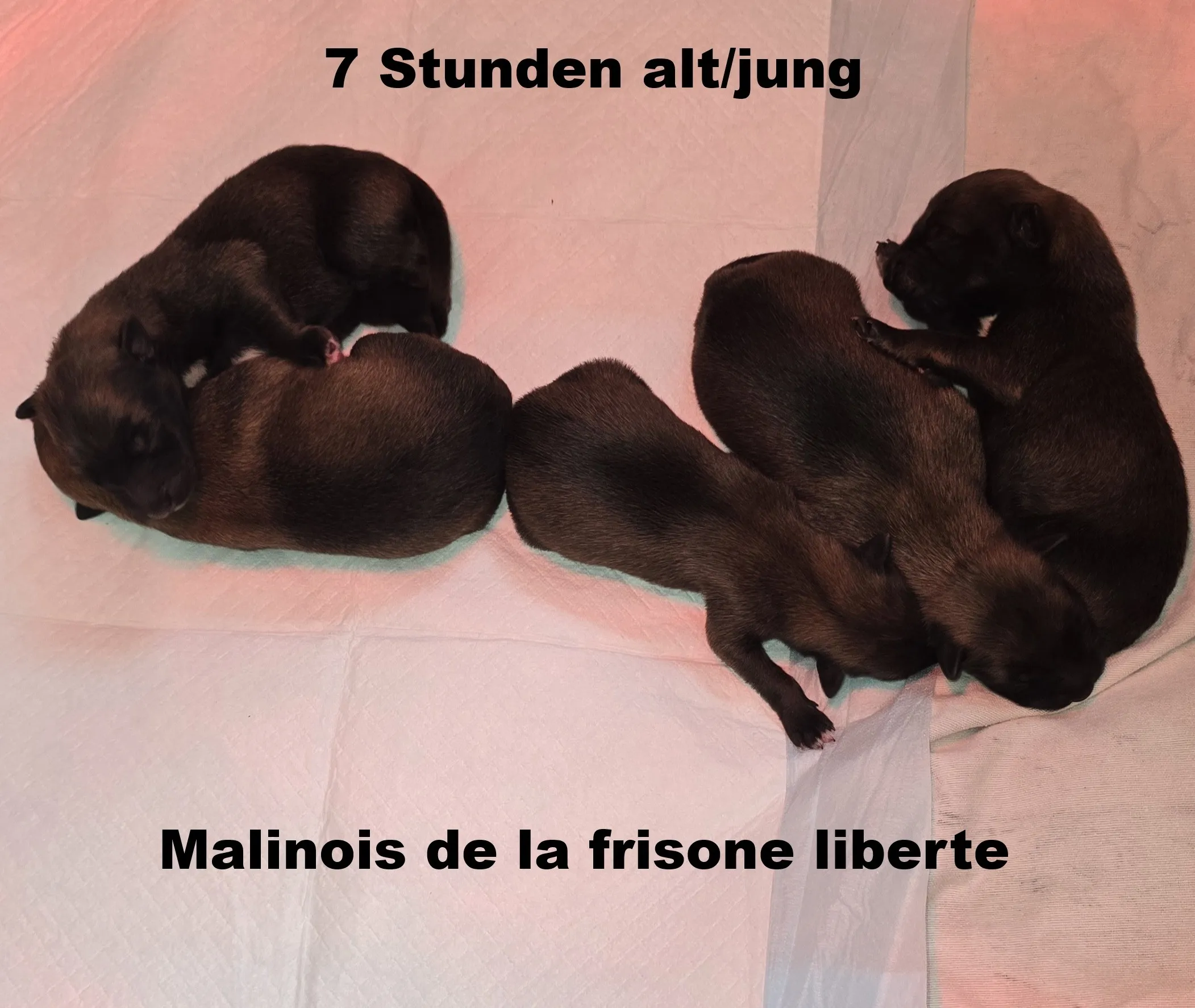 Malinois de la Frisone Liberte - Hundezucht - Welpen