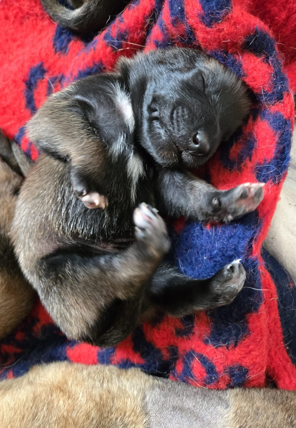 Malinois de la Frisone Liberte - Hundezucht - Welpen