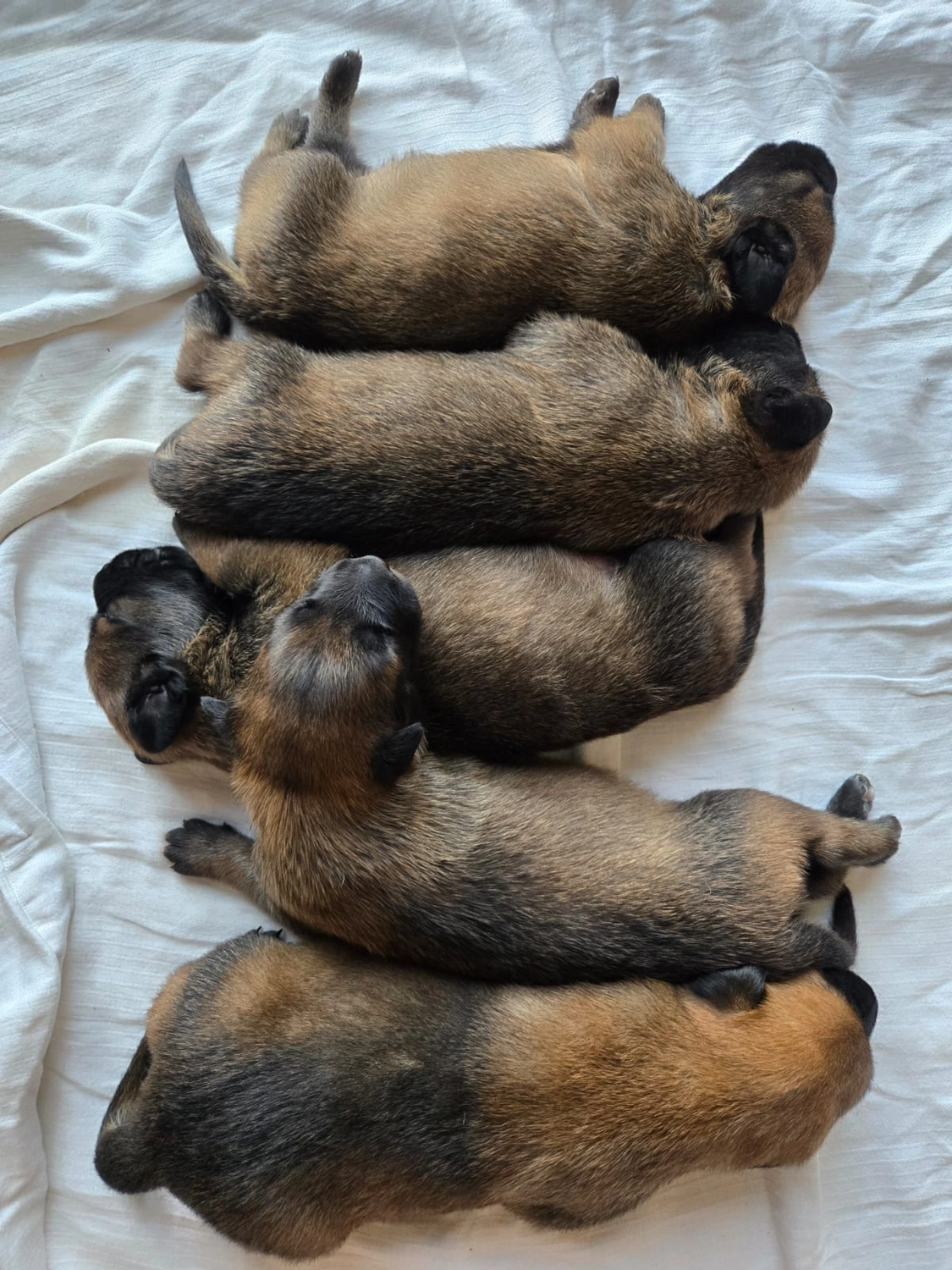 Malinois de la Frisone Liberte - Hundezucht - Welpen