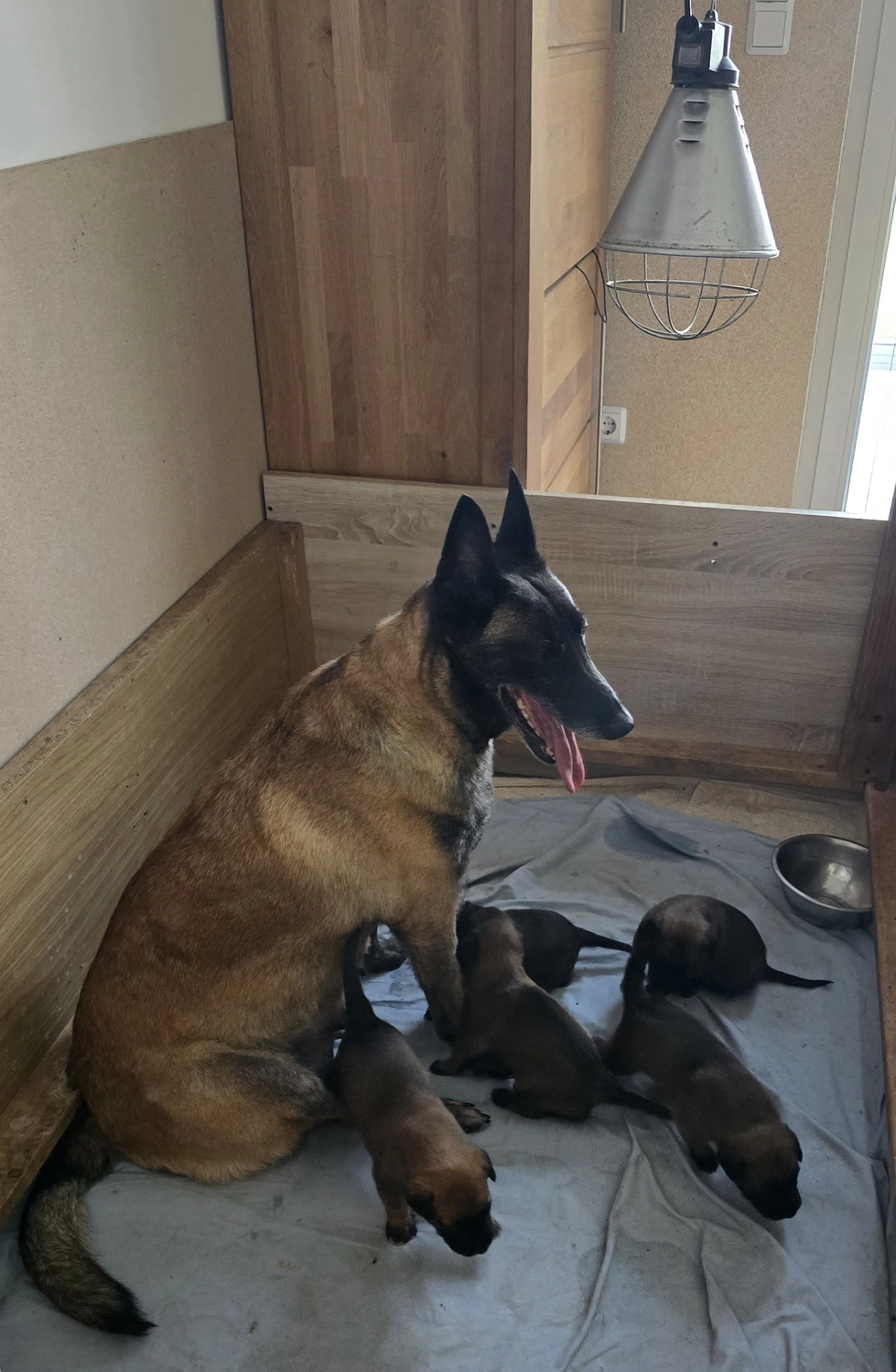 Malinois de la Frisone Liberte - Hundezucht - Welpen