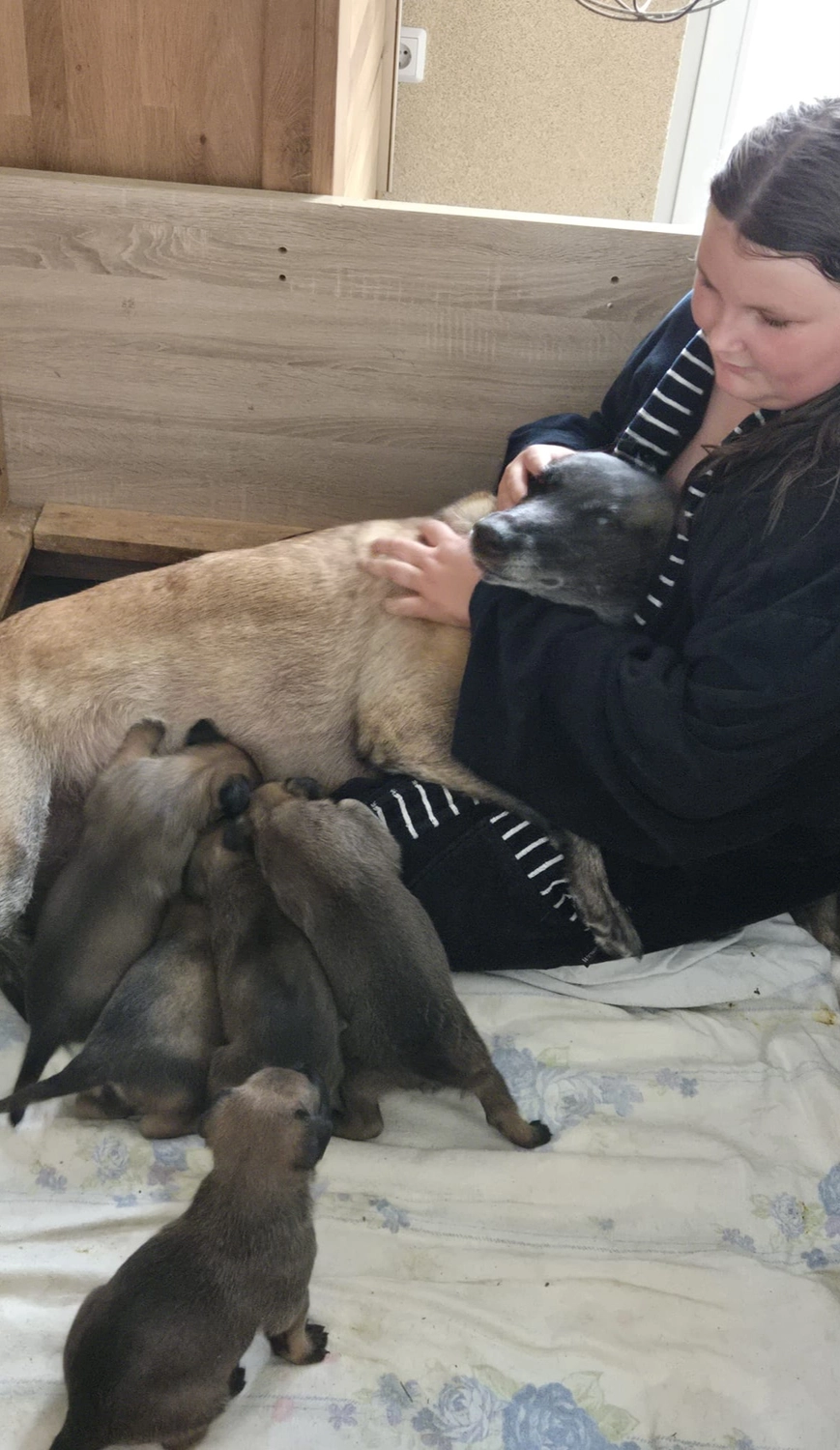 Malinois de la Frisone Liberte - Hundezucht - Welpen