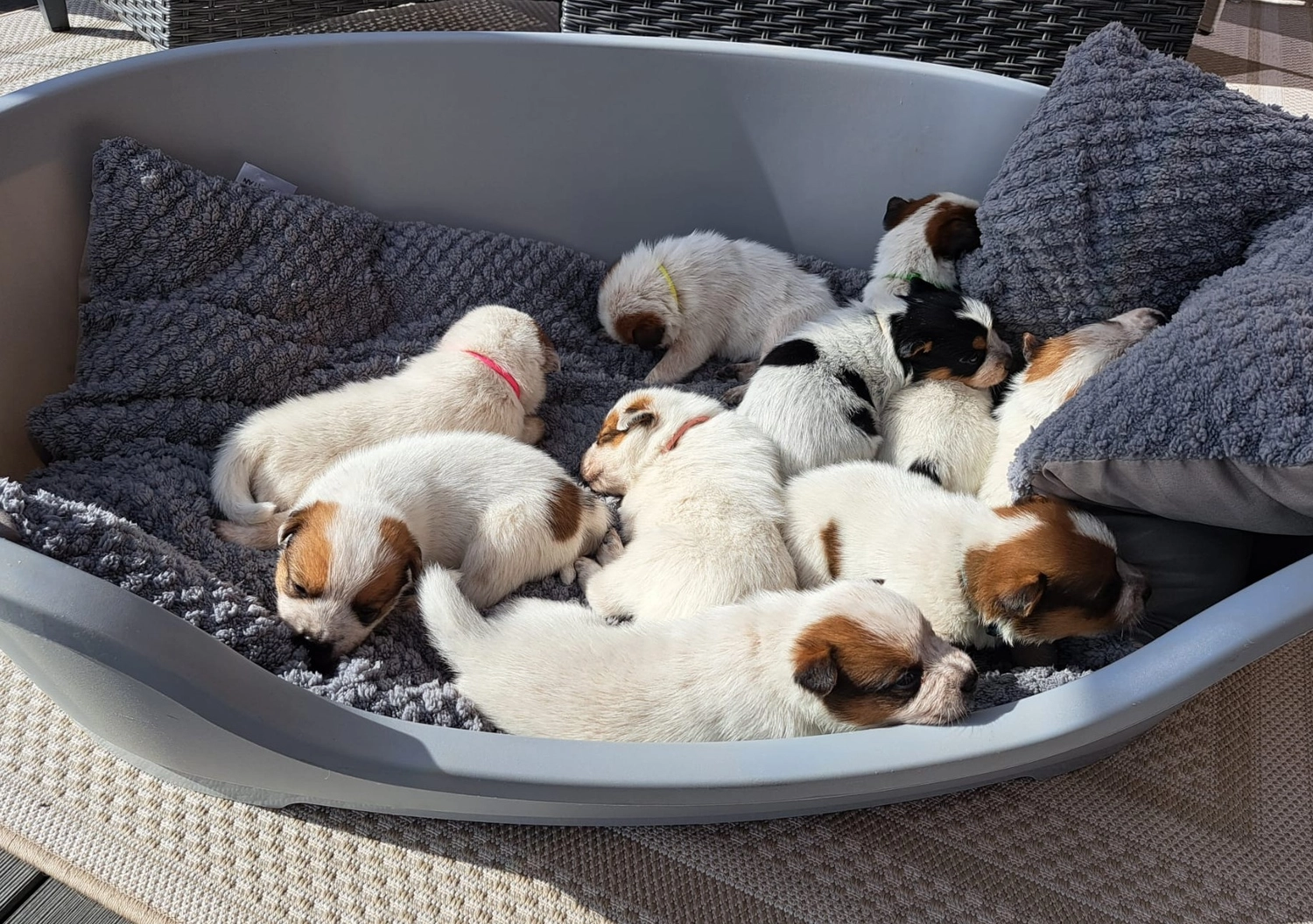 Malinois de la Frisone Liberte - Hundezucht - Welpen