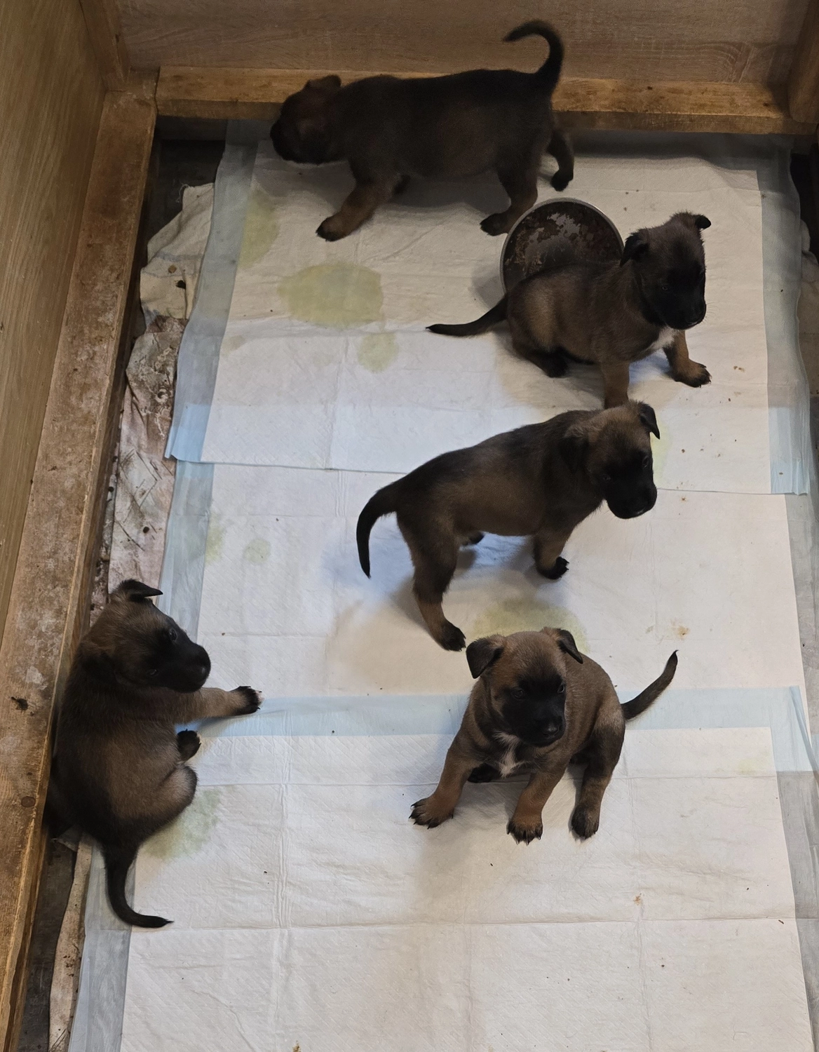 Malinois de la Frisone Liberte - Hundezucht - Welpen