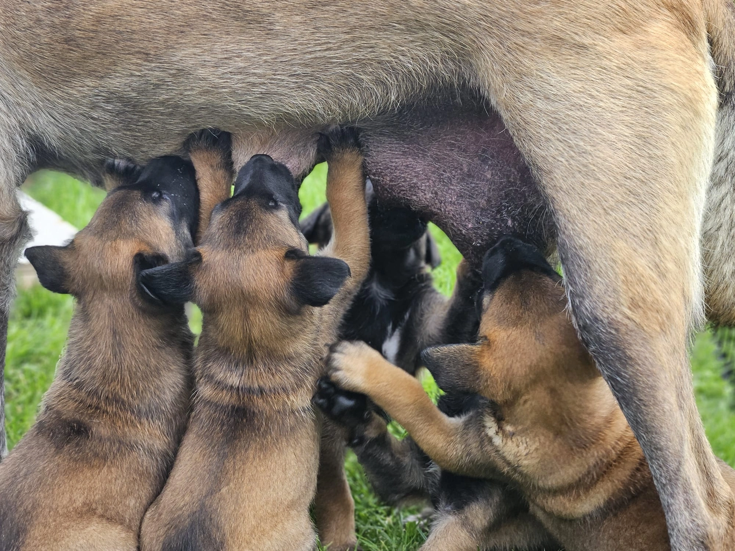 Malinois de la Frisone Liberte - Hundezucht - Welpen