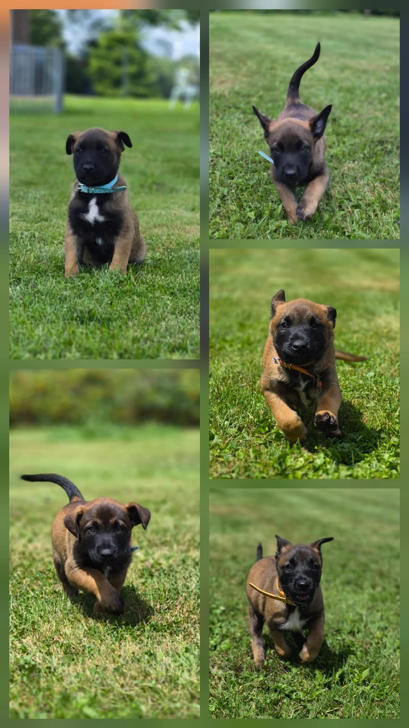 Malinois de la Frisone Liberte - Hundezucht - Welpen