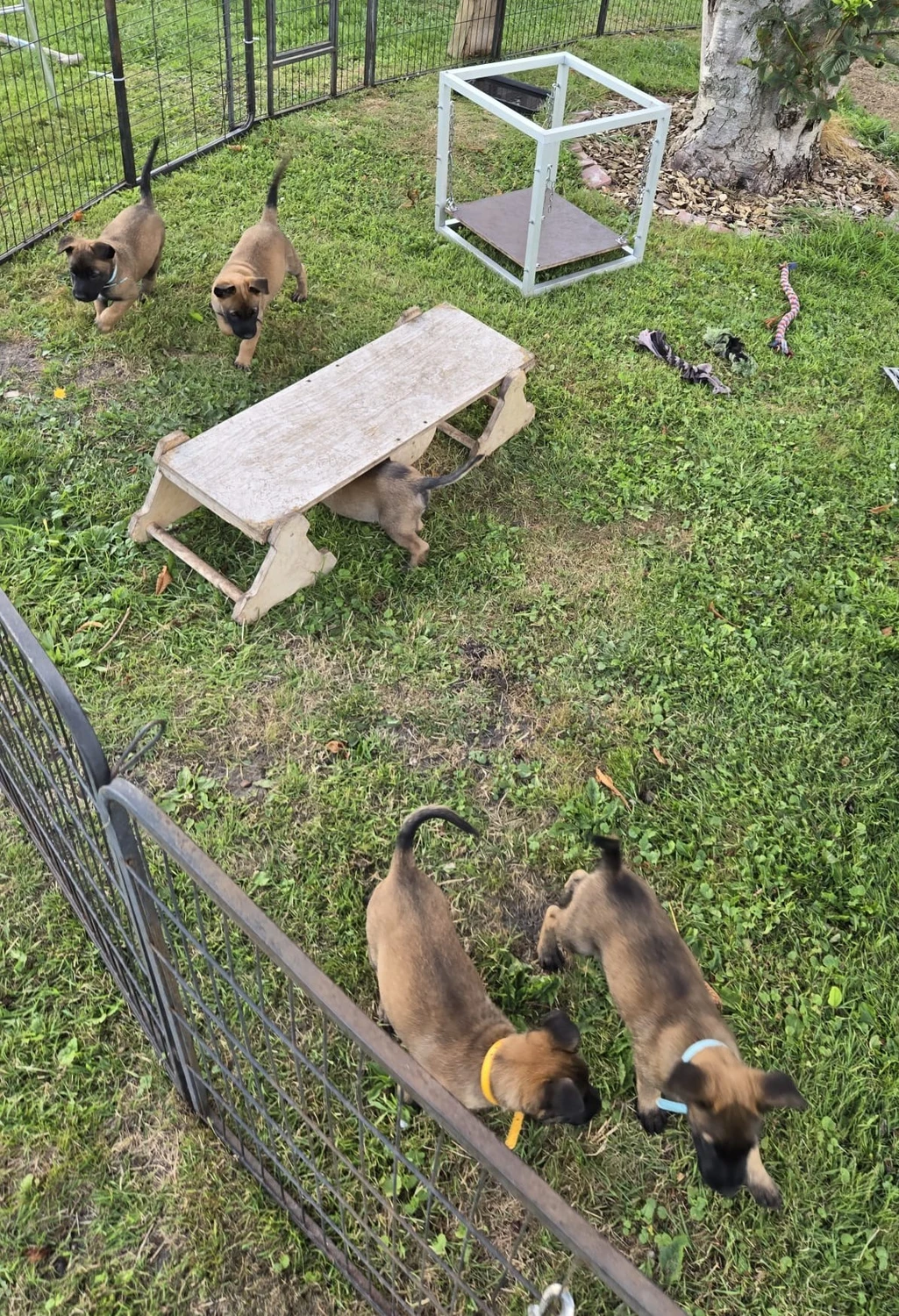 Malinois de la Frisone Liberte - Hundezucht - Welpen