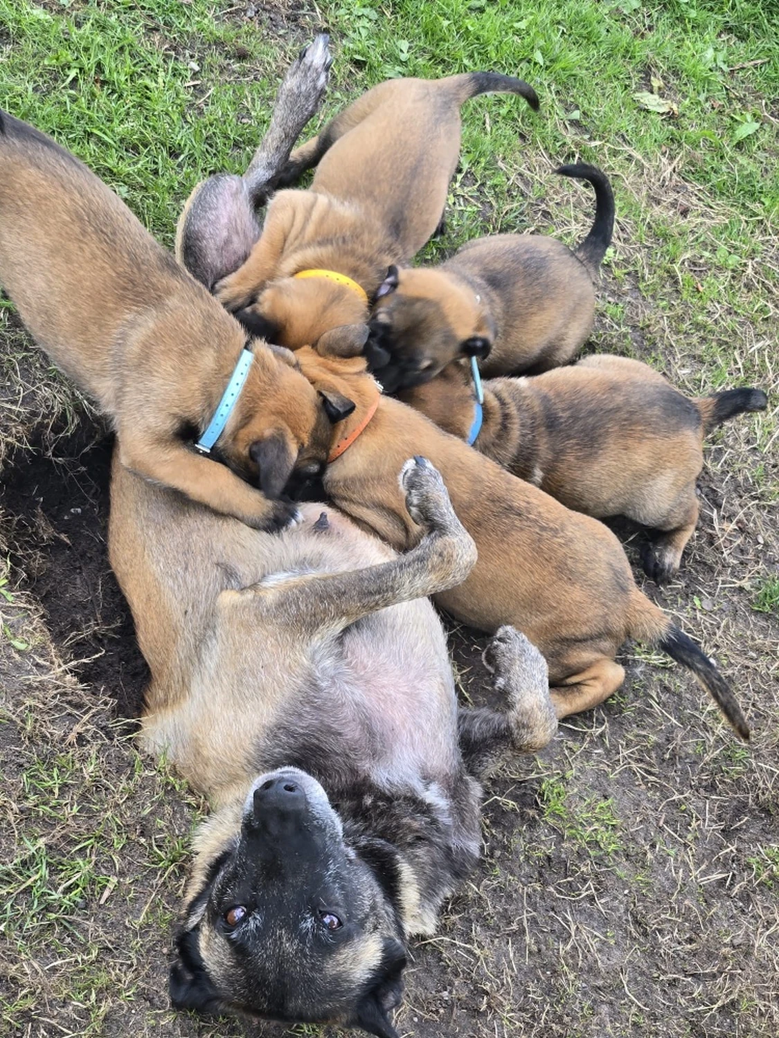 Malinois de la Frisone Liberte - Hundezucht - Welpen