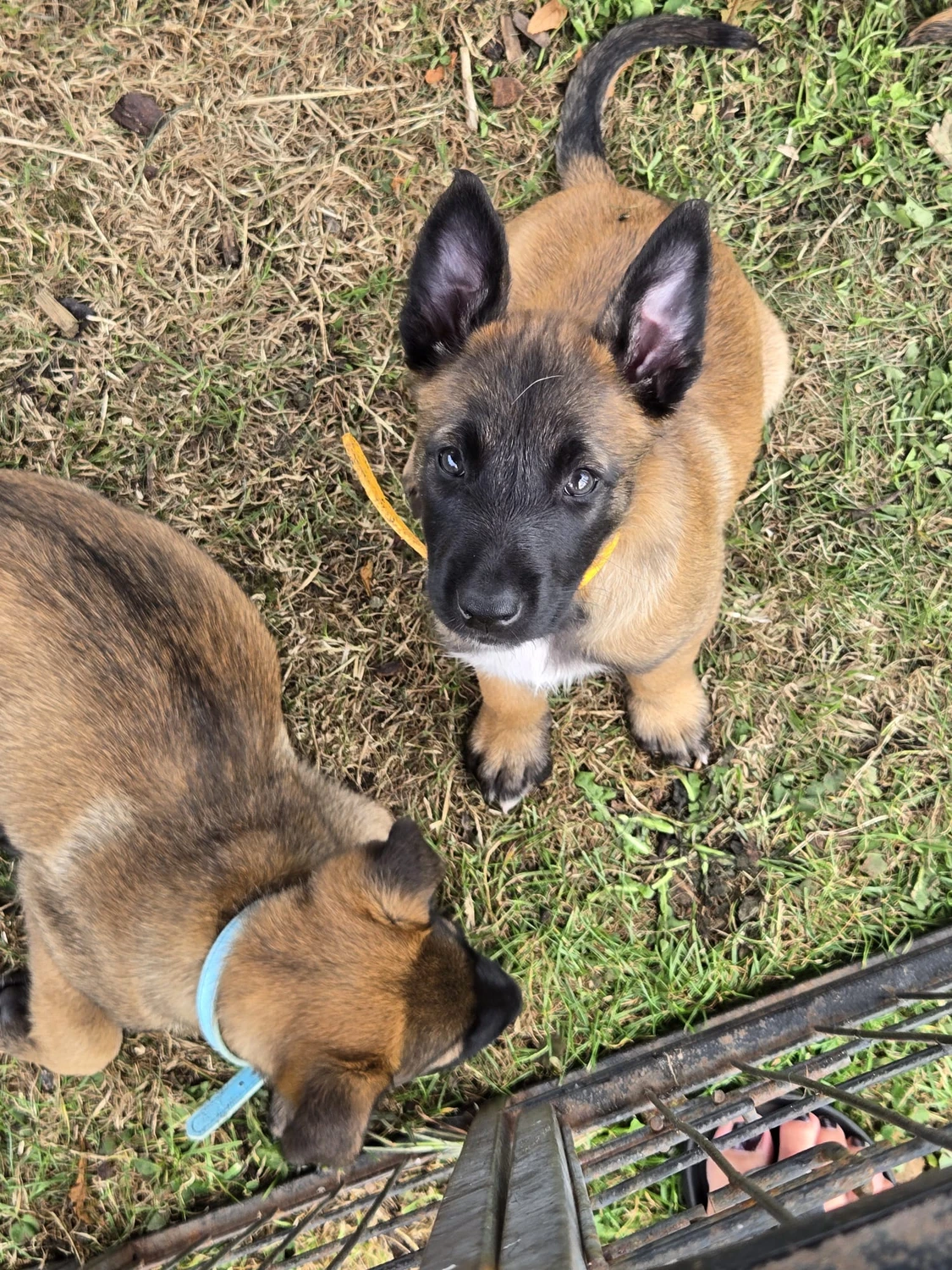 Malinois de la Frisone Liberte - Hundezucht - Welpen