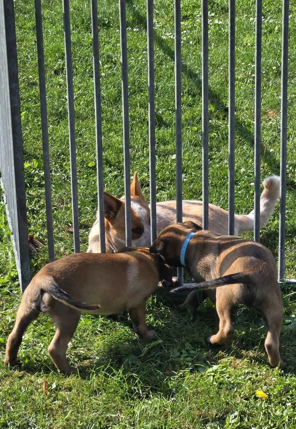 Malinois de la Frisone Liberte - Hundezucht - Welpen
