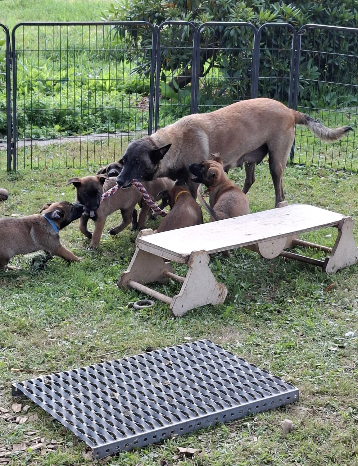 Malinois de la Frisone Liberte - Hundezucht - Welpen