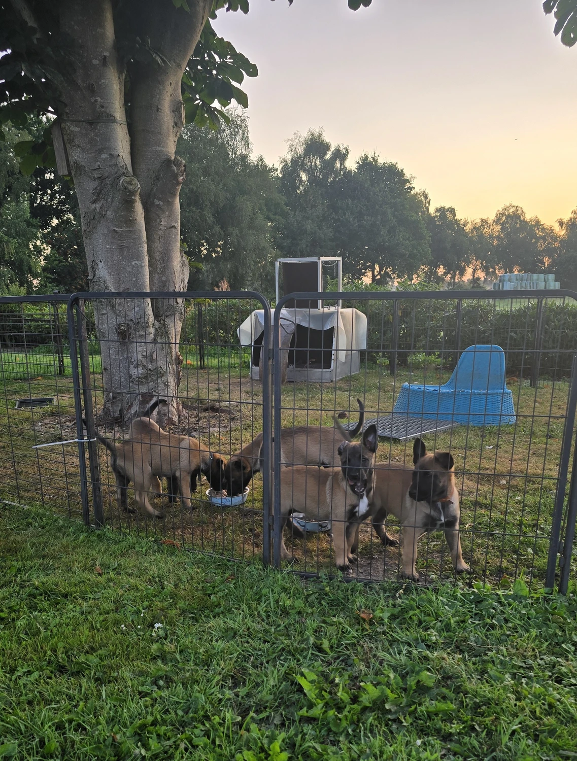 Malinois de la Frisone Liberte - Hundezucht - Welpen