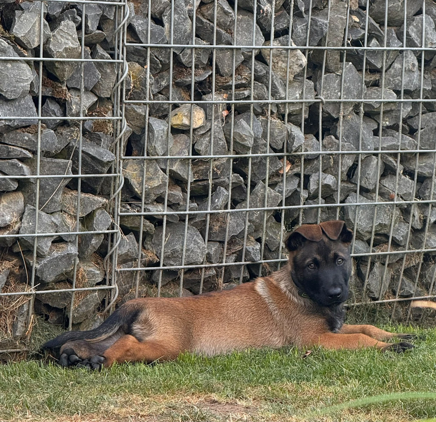 Malinois de la Frisone Liberte - Hundezucht - Welpen